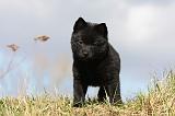 SCHIPPERKE 766